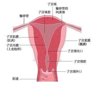 1467601771700464.jpg 宫颈畸形.jpg